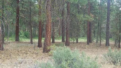 Tableland Road, Chiloquin, OR 97639 photo 3