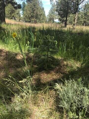 65329 Tweed Rd, Bend, OR 97703 photo 12