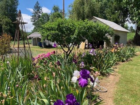 3351 Holland Loop Rd, Cave Junction, OR 97523 photo 17