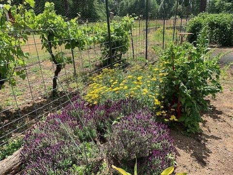 3351 Holland Loop Rd, Cave Junction, OR 97523 photo 29