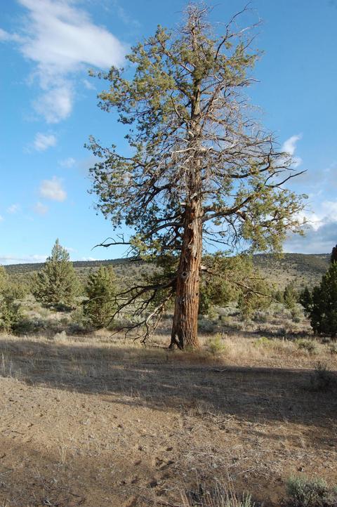 0 Highway 20, Bend, OR 97701 photo 9