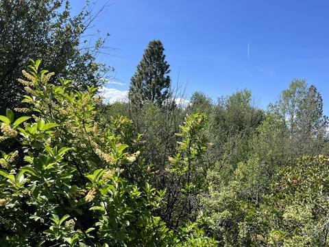 Forest View Drive, Chiloquin, OR 97624