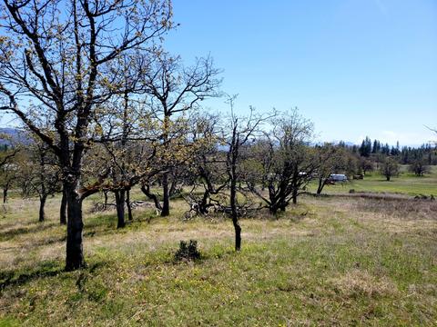 0 Greenleaf Dr, Eagle Point, OR 97524 photo 10