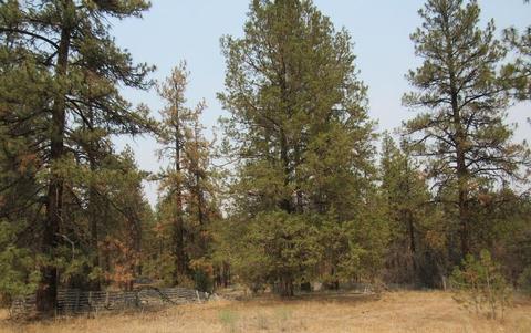 24159 Arrowhead Ln, Sprague River, OR 97639 photo 2