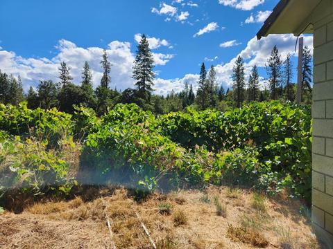 1744 Laurel Rd, Cave Junction, OR 97523 photo 5