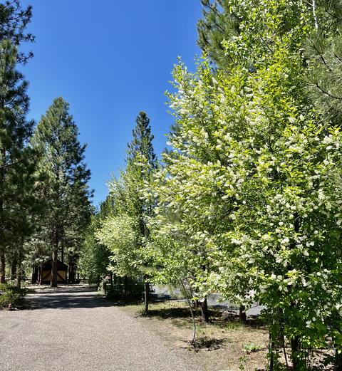 14195 Whitewater Loop, La Pine, OR 97739 photo 32