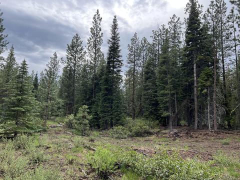 Logging Road, Fort Klamath, OR 97626