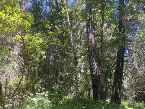 299 Jackadel Ln, Cave Junction, OR 97523 photo 17