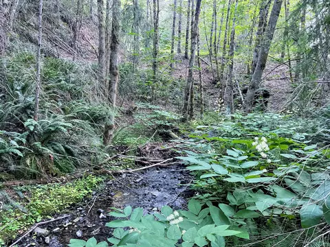 0 Blm34-7-4 Mcknabe Cr Rd, Wolf Creek, OR 97497