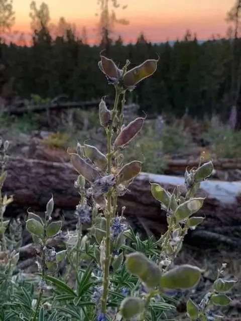 600 Bliss Rd, Sprague River, OR 97639