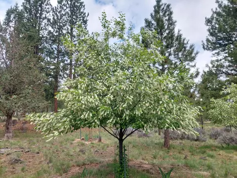 60290 Woodside Loop, Bend, OR 97702 photo 41
