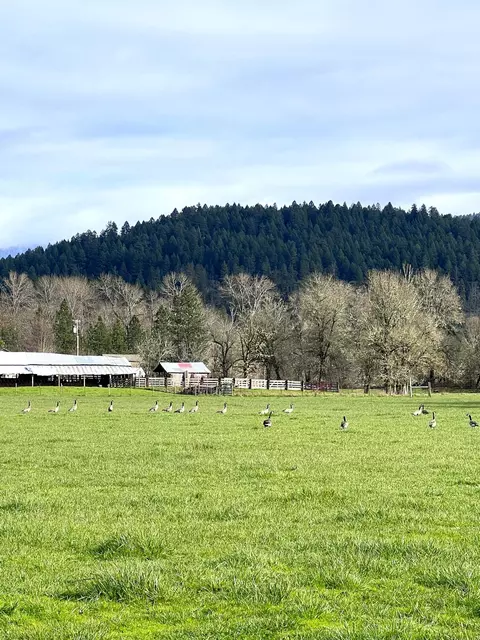 Exterior - 620 Dick George Rd, Cave Junction, OR 97523 photo 53 of 71