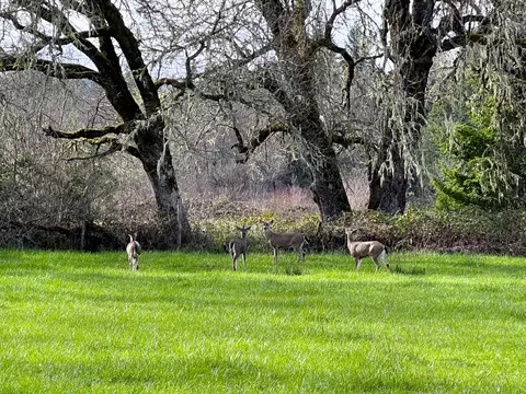 Exterior - 620 Dick George Rd, Cave Junction, OR 97523 photo 54 of 71