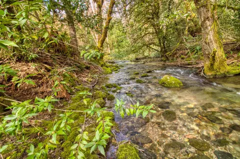 8564 Deer Creek Rd, Selma, OR 97538 photo 7