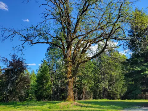 84 Barton Rd, Glendale, OR 97442 photo 18