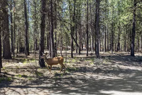 51885 Pine Loop Dr, La Pine, OR 97739 photo 37