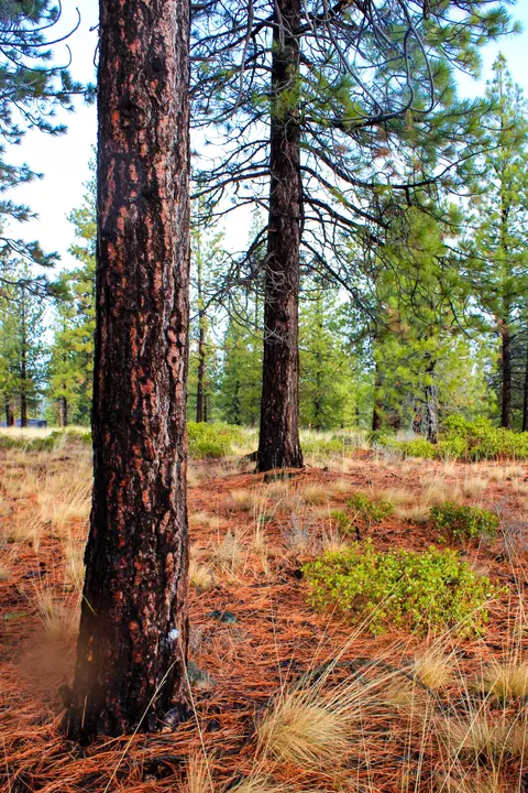 18757 Golden Mantle Loop, Bend, OR 97703 photo 3