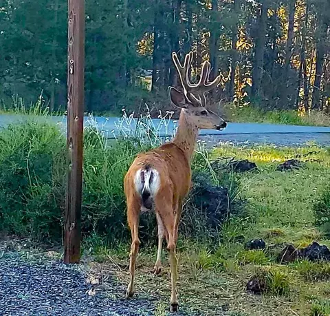 Other - 56234 Black Duck Rd, Bend, OR 97707 photo 9 of 9