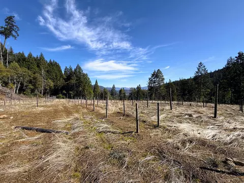 Cedar Flat Road, Cave Junction, OR 97523 photo 6