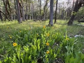 36435 Ditch Creek Rd #204, Rogue River, OR 97537