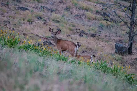 0 N Fork Rd, Monument, OR 97864 photo 42