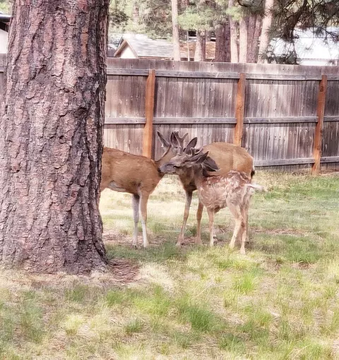 60451 Umatilla Cir, Bend, OR 97702 photo 39