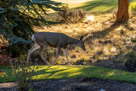 Other - 3237 NW Kidd Pl, Bend, OR 97703 photo 5 of 5