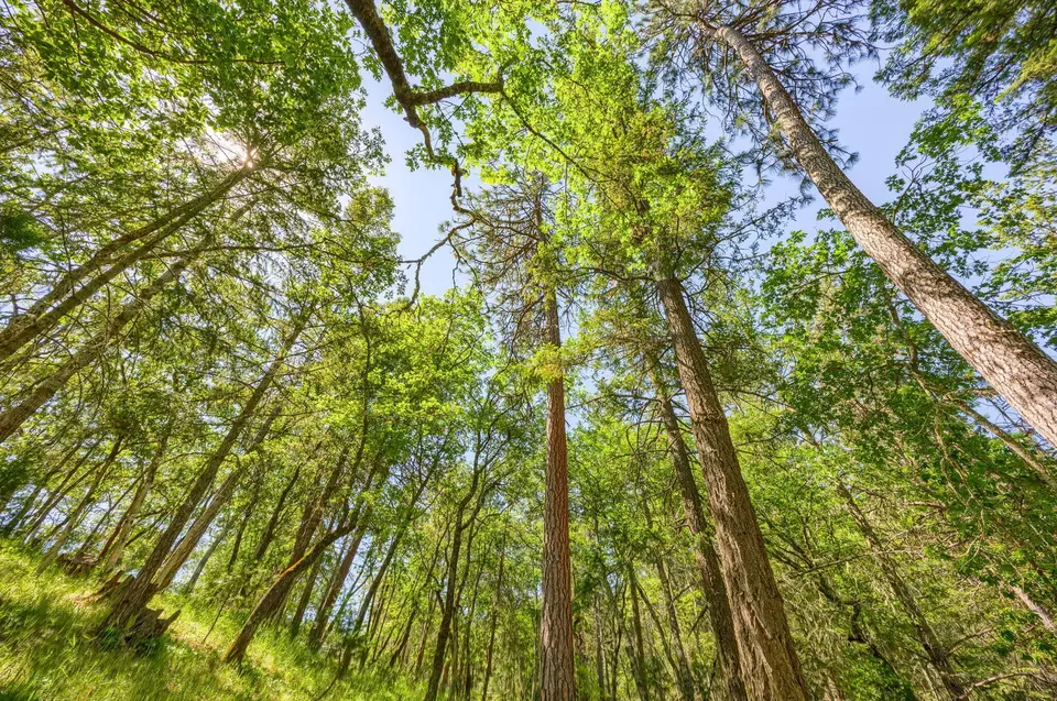 Other - 1988 Old Siskiyou Hwy, Ashland, OR 97520 photo 37 of 40