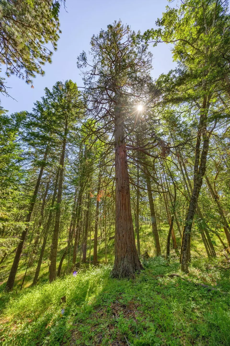 Other - 1988 Old Siskiyou Hwy, Ashland, OR 97520 photo 29 of 40