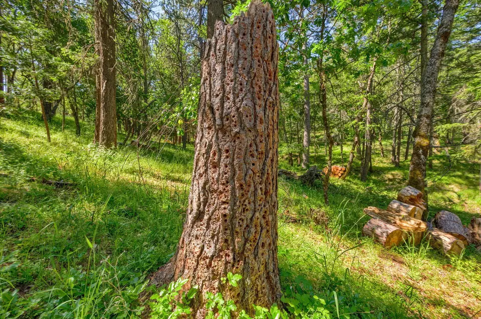 Other - 1988 Old Siskiyou Hwy, Ashland, OR 97520 photo 35 of 40