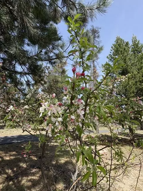 Other - 1406 Circle Bar Dr, La Pine, OR 97739 photo 17 of 17