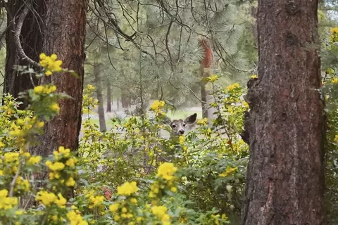 Other - 20344 Donkey Sled Rd, Bend, OR 97702 photo 5 of 14