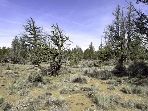 67372 Harrington Loop Rd, Bend, OR 97703 photo 19