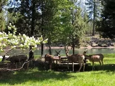 Other - 56446 Eclipse Dr, Bend, OR 97707 photo 2 of 12