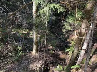 0 French Peak Rd #405, Cave Junction, OR 97523
