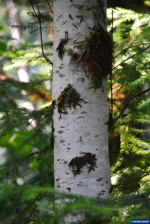 00 Van Horn Rd, Alsea, OR 97324 photo 15