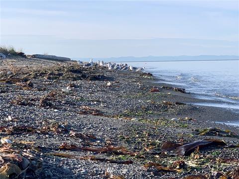 191 Three Crabs Rd, Sequim, WA 98382 photo 4