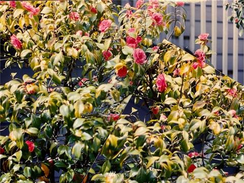 4502 Grand Ave, Everett, WA 98203 photo 34
