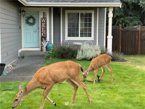 19224 206th Street Ct E, Orting, WA 98360 photo 5