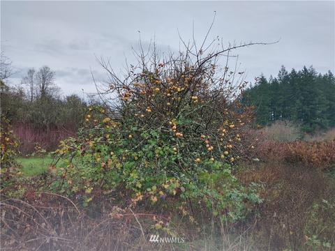 213 Nelson Rd, Winlock, WA 98596 photo 6
