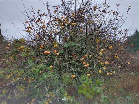 213 Nelson Rd, Winlock, WA 98596 photo 7