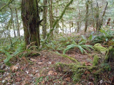 0 Elk Dr, Brinnon, WA 98320