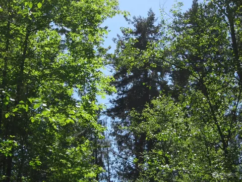 20633 SE 388th St, Enumclaw, WA 98022 photo 5