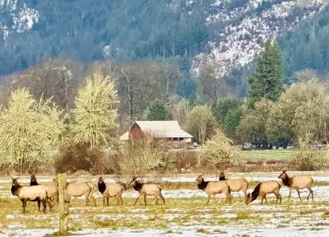 View/Area - 434 Cispus Rd, Randle, WA 98377 photo 9 of 9