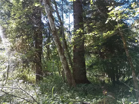 0 Heather Pl, Packwood, WA 98361