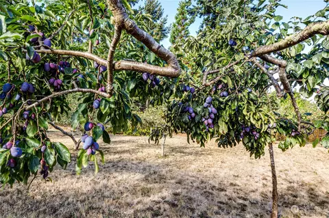 202 Williamson Rd, Sequim, WA 98382 photo 37