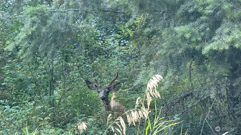 145 E Knob Hill Rd, Republic, WA 99166