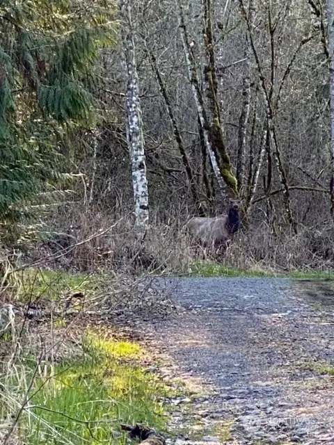 36514 48th Ave S, Roy, WA 98580 photo 3