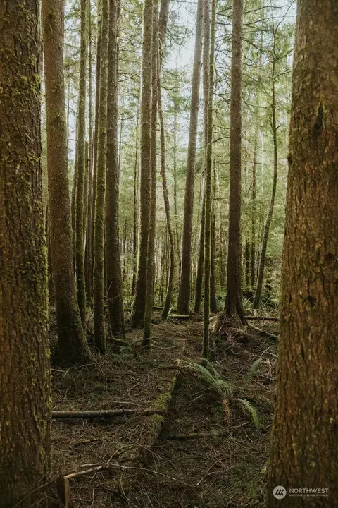 9999 Mora Rd, Forks, WA 98331 photo 4