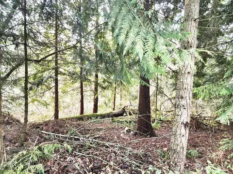 17931 W Lane Ln SE, Yelm, WA 98597